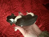 Audrey , a female Miniature Schnauzer for sale in Boaz, AL – 2 of 8
