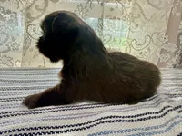 Jacaerys , a male Shih Tzu for sale in Boaz, AL – 6 of 10
