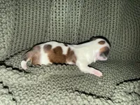 Grayson , a male Shih Tzu for sale in Boaz, AL – 6 of 10