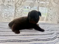 Jacaerys , a male Shih Tzu for sale in Boaz, AL – 5 of 10