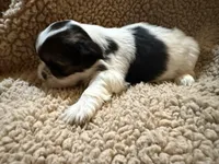 Willie(orange), a male Shih Tzu for sale in Boaz, AL – Photo 4 of 7