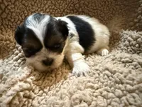 Willie(orange), a male Shih Tzu for sale in Boaz, AL – Photo 1 of 7
