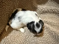 Willie(orange), a male Shih Tzu for sale in Boaz, AL – Photo 6 of 7