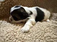 Willie(orange), a male Shih Tzu for sale in Boaz, AL – Photo 2 of 7