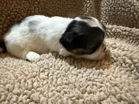 Willie(orange), a male Shih Tzu for sale in Boaz, AL – Photo 3 of 7