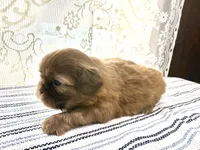 Viserys , a male Shih Tzu for sale in Boaz, AL – 4 of 8