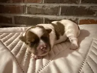 Cash, a male Shorkie for sale in Boaz, AL – Photo 9 of 10