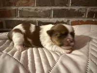 Cash, a male Shorkie for sale in Boaz, AL – Photo 4 of 10