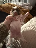 Cash, a male Shorkie for sale in Boaz, AL – Photo 3 of 10