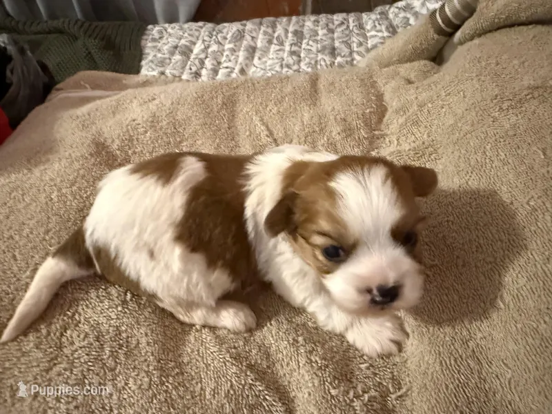Cash – Shorkie puppy for sale in Boaz, AL