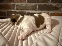 Cash, a male Shorkie for sale in Boaz, AL – Photo 10 of 10