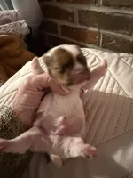 Cash, a male Shorkie for sale in Boaz, AL – Photo 2 of 10