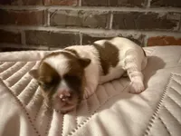 Cash, a male Shorkie for sale in Boaz, AL – Photo 8 of 10