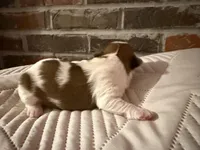 Cash, a male Shorkie for sale in Boaz, AL – Photo 6 of 10