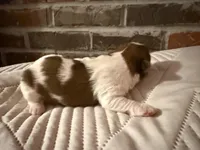 Cash, a male Shorkie for sale in Boaz, AL – Photo 1 of 10