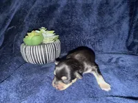 Venus , a female Miniature Schnauzer for sale in Boaz, AL – 8 of 9