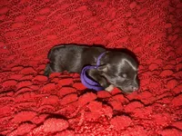 Marilyn , a female Miniature Schnauzer for sale in Boaz, AL – 7 of 8
