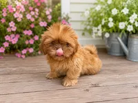 Viserys , a male Shih Tzu for sale in Boaz, AL – 1 of 2