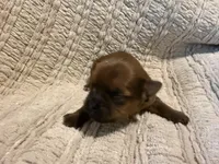 Ollie, a male Shih Tzu for sale in Boaz, AL – Photo 4 of 7