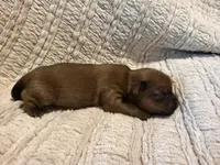 Ollie, a male Shih Tzu for sale in Boaz, AL – Photo 5 of 7