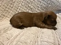 Ollie, a male Shih Tzu for sale in Boaz, AL – Photo 6 of 7