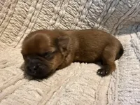 Ollie, a male Shih Tzu for sale in Boaz, AL – Photo 3 of 7