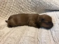 Ollie, a male Shih Tzu for sale in Boaz, AL – Photo 2 of 7