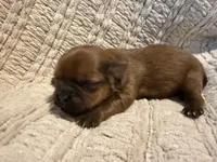 Ollie, a male Shih Tzu for sale in Boaz, AL – Photo 7 of 7