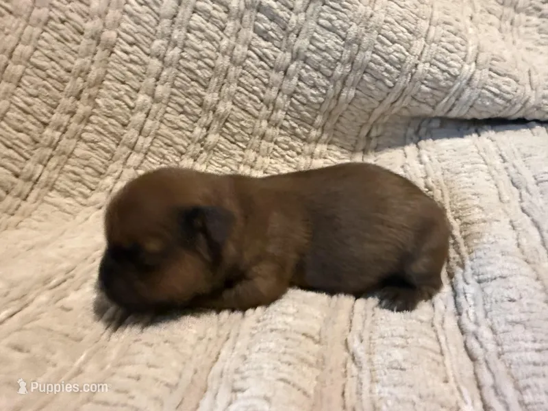 Ollie – Shih Tzu puppy for sale in Boaz, AL