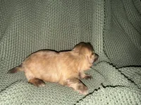 Reign , a female Shih Tzu for sale in Boaz, AL – 9 of 9