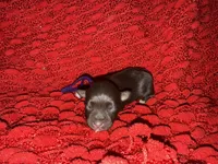 Marilyn , a female Miniature Schnauzer for sale in Boaz, AL – 6 of 8