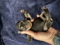 Apollo , a male Miniature Schnauzer for sale in Boaz, AL – 4 of 8