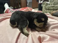 Titan , a male Miniature Schnauzer for sale in Boaz, AL – 4 of 7