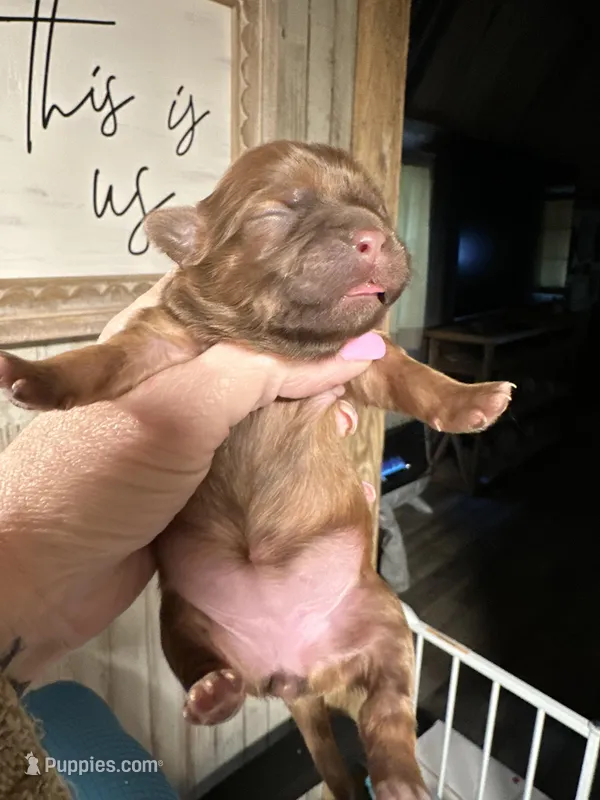 Ruby, a female Shih Tzu for sale in Boaz, AL – Photo 1 of 4