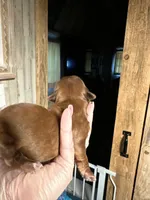 Ruby, a female Shih Tzu for sale in Boaz, AL – Photo 2 of 4