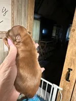 Ruby, a female Shih Tzu for sale in Boaz, AL – Photo 3 of 4