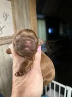 Ruby, a female Shih Tzu for sale in Boaz, AL – Photo 4 of 4