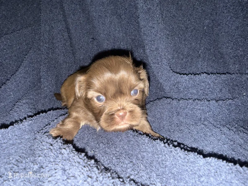 Ramsey  – Shih Tzu puppy for sale in Boaz, AL