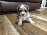 Blue Merle, a male Miniature Schnauzer for sale in Boaz, AL – 5 of 6