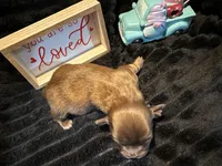 Reese, a male Shih Tzu for sale in Boaz, AL – Photo 6 of 7