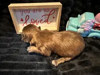 Reese, a male Shih Tzu for sale in Boaz, AL – Photo 3 of 7