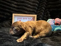 Reese, a male Shih Tzu for sale in Boaz, AL – Photo 4 of 7