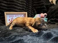 Reese, a male Shih Tzu for sale in Boaz, AL – Photo 5 of 7