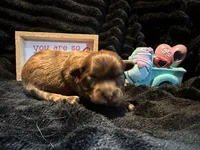 Reese, a male Shih Tzu for sale in Boaz, AL – Photo 2 of 7