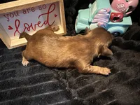 Reese, a male Shih Tzu for sale in Boaz, AL – Photo 7 of 7