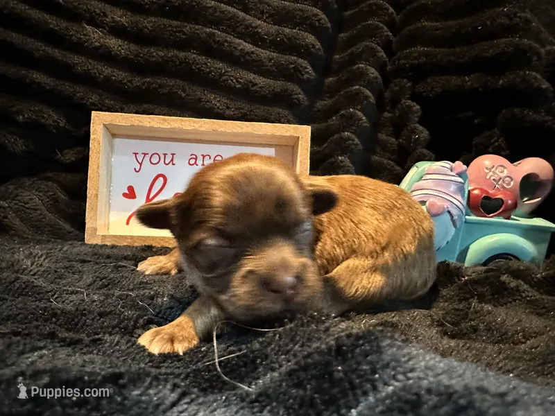 Reese, a male Shih Tzu for sale in Boaz, AL – Photo 1 of 7