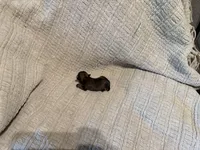 Evie, a female Shih Tzu for sale in Boaz, AL – Photo 8 of 8