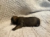 Evie, a female Shih Tzu for sale in Boaz, AL – Photo 4 of 8