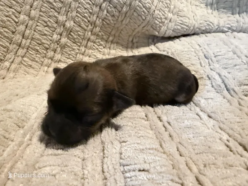 Evie – Shih Tzu puppy for sale in Boaz, AL