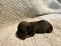 Evie, a female Shih Tzu for sale in Boaz, AL – Photo 3 of 8